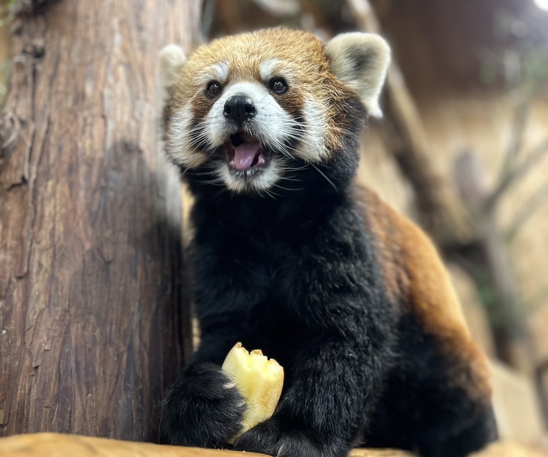 もんもん (@monmon_redpanda) / Posts / X