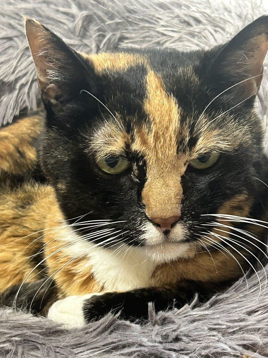三毛猫