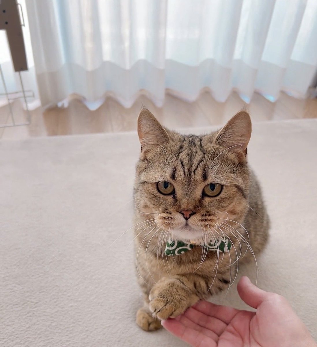umekomam's tweet photo. ほらよ、早くエサくれにゃ🐾
まだ仕事しないのか？ https://t.co/kwfIzanNz8