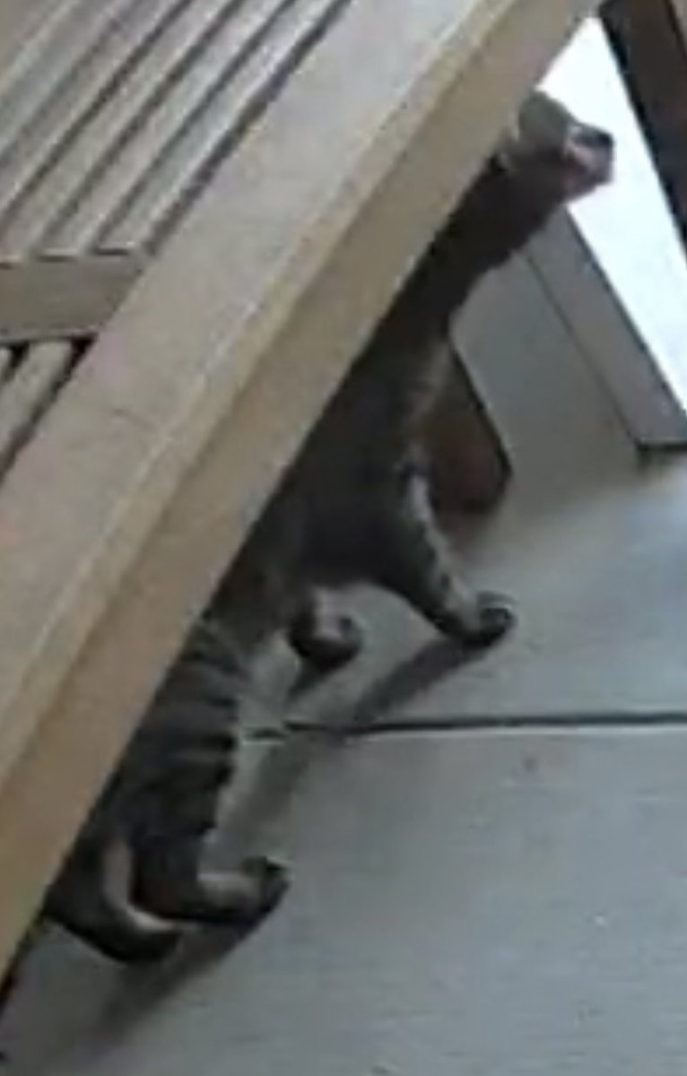 kae_talks's tweet photo. had a package delivered so I checked my camera and I FUCKING SEE DONUT OUTSIDE?????? 💀 apparently he escaped outside for about an hour 😭 so glad he stayed close to the door waiting to be let in and didnt run away holy shit 😭😭 https://t.co/x7Iwav8hKW