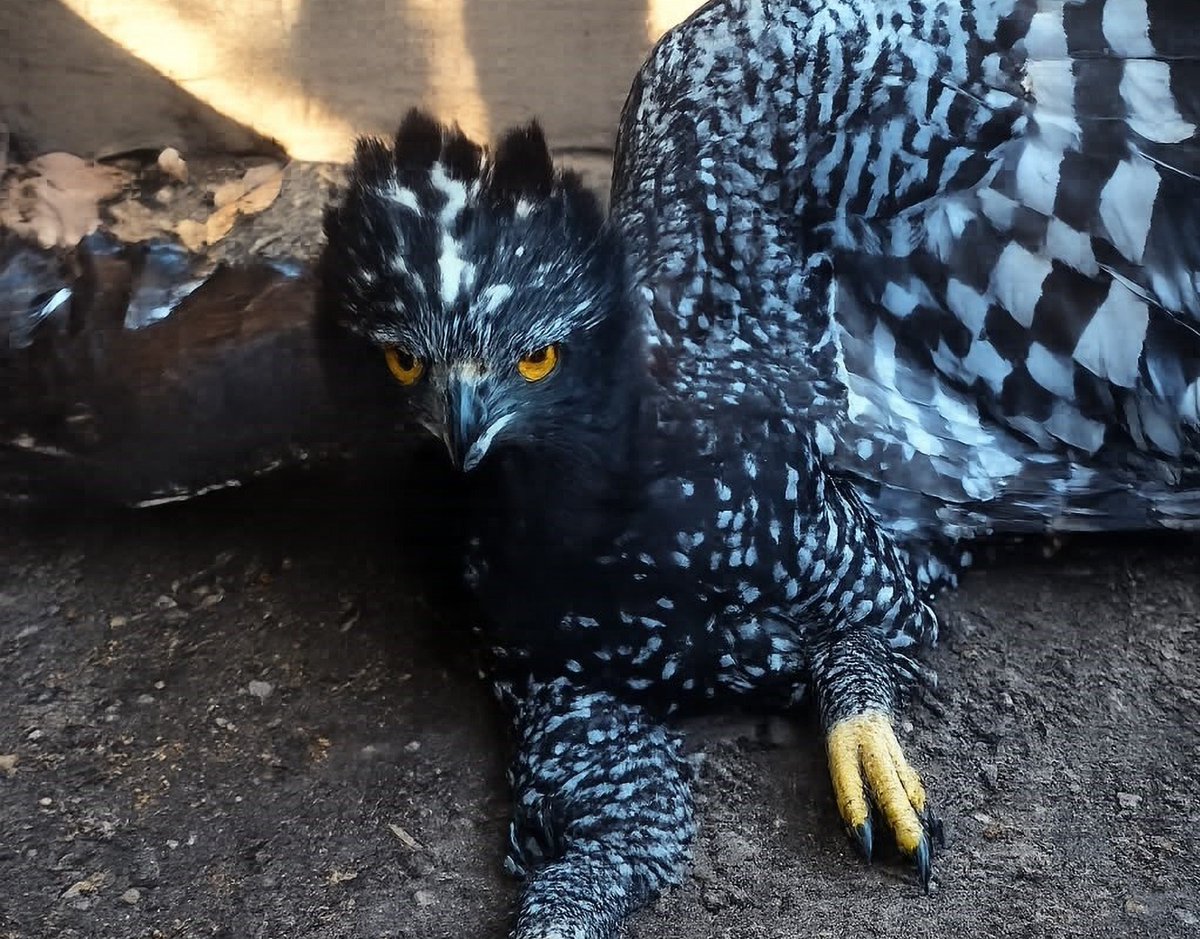 CONANP_mx's tweet photo. Derivado de las acciones de monitoreo biológico, vigilancia y seguimiento de fauna silvestre implementadas por el personal de la RB #SierraGorda, la #Conanp informa del primer registro documentado del #ÁguilaTirana (Spizaetus tyrannus). 🦅🌄

➡️ https://t.co/rIfH3i1TS2 🌳🌊🍂🌿 https://t.co/53LdKr9Rqi
