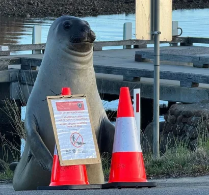 jonzzy's tweet photo. Why does it look like Neil the Seal is about to sell me something https://t.co/nrBmHIgRsn
