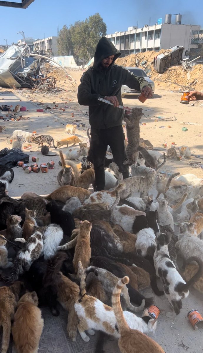 RescueCare's tweet photo. They know my footsteps.

Before they see the food…

They recognize hope.

Every day, I walk through the ruins of Gaza because they are still waiting.

They don’t know what war is.

They don’t know why their homes disappeared.

They only know that someone keeps coming back.

And as long as there is one hungry cat left in Gaza…

I will keep searching.

I will keep feeding.

I will never stop.❤️🐾🇵🇸

PayPal: https://t.co/Lzv7nazr6v
GFM: https://t.co/MKk58SRPaQ