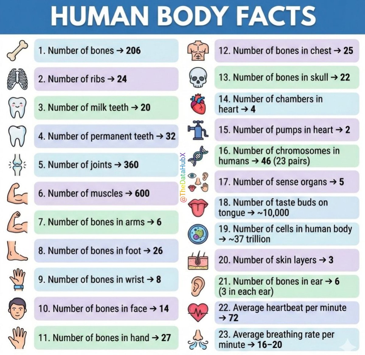 TheDataHubX's tweet photo. Human Body Facts 

1. Number of bones → 206
2. Number of ribs → 24
3. Number of milk teeth → 20
4. Number of permanent teeth → 32
5. Number of joints → 360
6. Number of muscles → 600
7. Number of bones in arms → 6
8.Number of bones in foot → 26
9. Number of bones in wrist → 8
10. Number of bones in face → 14
11. Number of bones in hand → 27
12. Number of bones in chest → 25
13.￼ Number of bones in skull → 22
14. Number of chambers in heart → 4
15. Number of pumps in heart → 2
16. Number of chromosomes in humans → 46 (23 pairs)
17. Number of sense organs → 5
18. Number of taste buds on tongue → ~10,000
19. Number of cells in human body → ~37 trillion
20. Number of skin layers → 3
21. Number of bones in ear → 6 (3 in each ear)
22. Average heartbeat per minute → 72
23. Average breathing rate per minute → 16–20