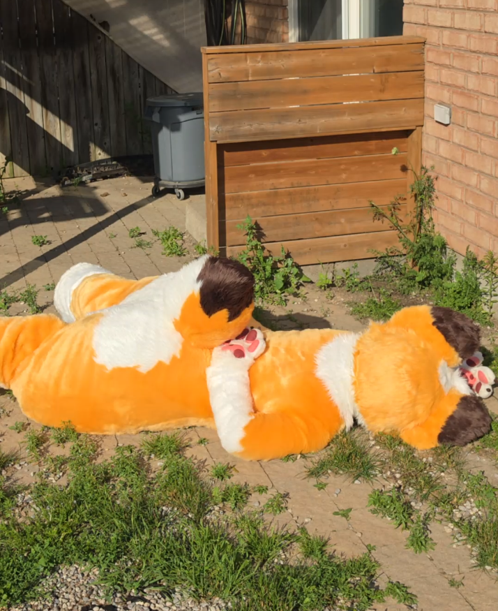 TheCorgiCam's tweet photo. What happened to him? 🤔
Wrong answers only! https://t.co/Nr8SUQIiP9