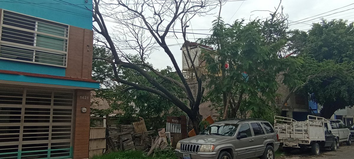 AlmiuxResendiz's tweet photo. Urge derribo de árbol seco en riesgo de caer en Calle Sidra 1431, Paraísos del Colli. El dueño es un adulto mayor vulnerable sin recursos. Peligro público para peatones y autos. Reportes previos sin éxito. Evitemos un accidente! 🌳⚠️ @JuanJoseFrangie @PabloLemusN @ZapopanGob https://t.co/qhmdeE5dqS