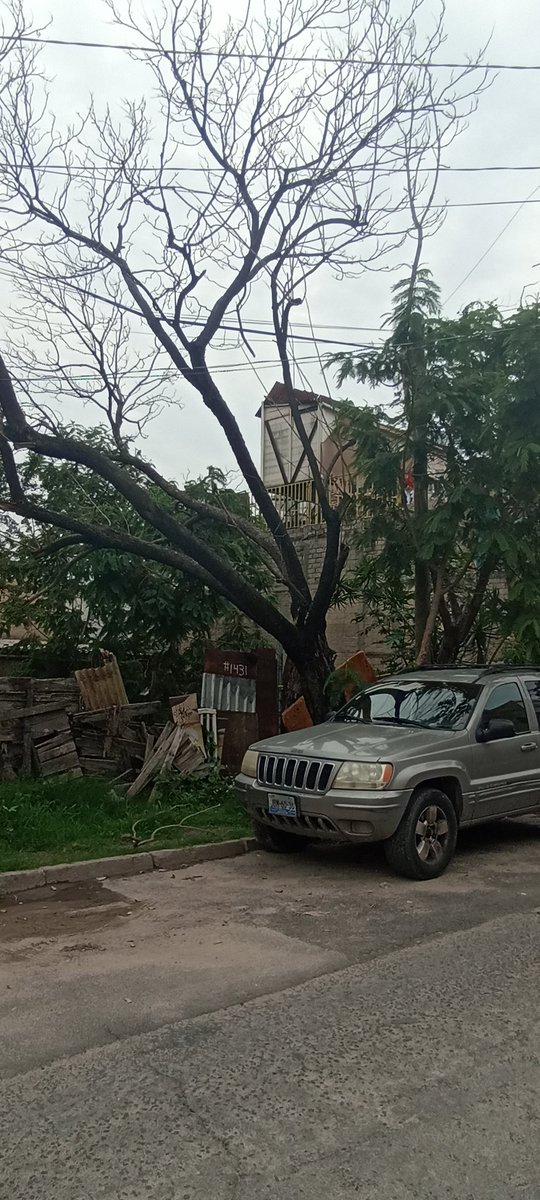 AlmiuxResendiz's tweet photo. Urge derribo de árbol seco en riesgo de caer en Calle Sidra 1431, Paraísos del Colli. El dueño es un adulto mayor vulnerable sin recursos. Peligro público para peatones y autos. Reportes previos sin éxito. Evitemos un accidente! 🌳⚠️ @JuanJoseFrangie @PabloLemusN @ZapopanGob https://t.co/qhmdeE5dqS