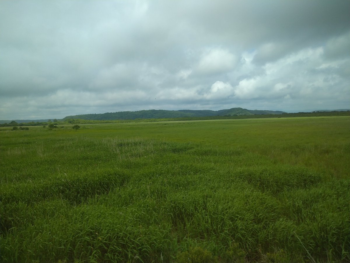65112tk's tweet photo. 列車は　釧路湿原に突入
#釧網本線
#JR北海道 https://t.co/xbGdXemNey