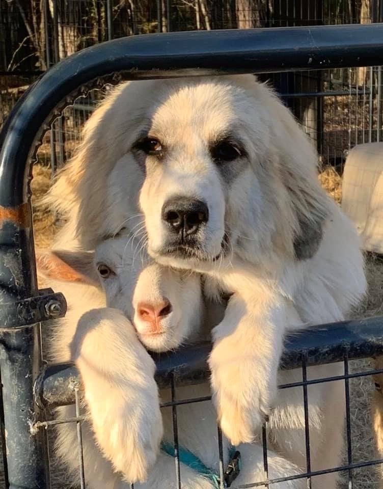 Daily rendog as dogs tweet media