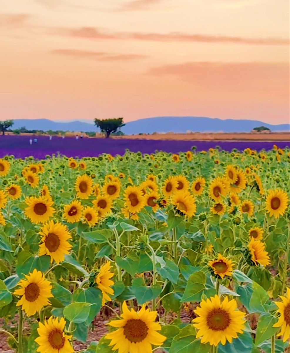 marseille_life's tweet photo. 南フランス🇫🇷リュベロン

プロヴァンスはラベンダー🪻🪻🪻🪻🪻ひまわり🌻🌻🌻🌻🌻が満開中✨

#プロヴァンス 
#ラベンダー https://t.co/0KpYiqtmgR