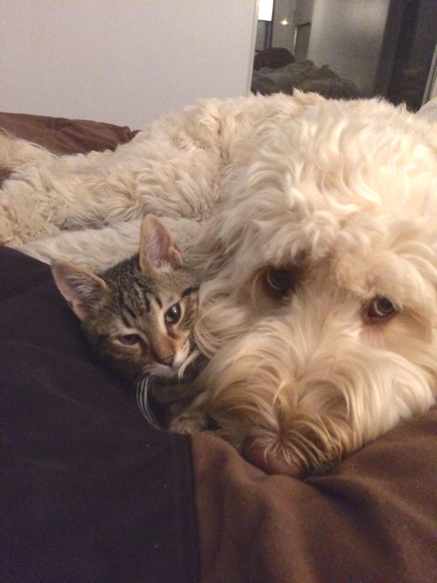 mumbo as cats 📷🧗 tweet media