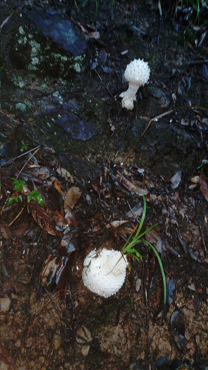 fungus