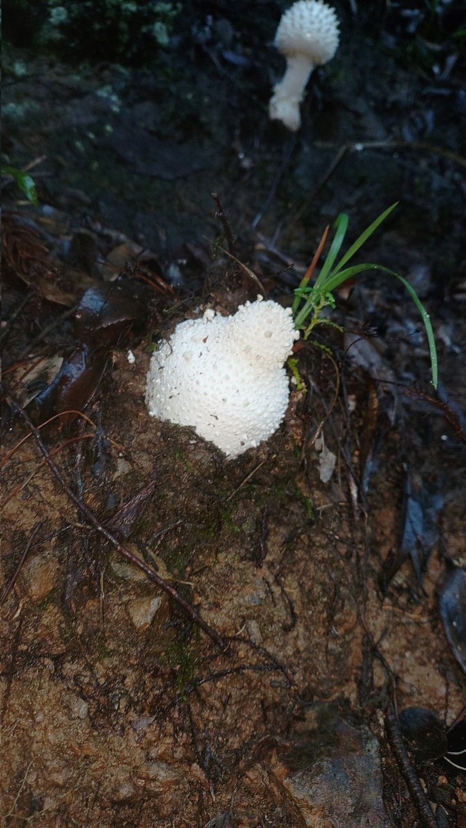 fungus