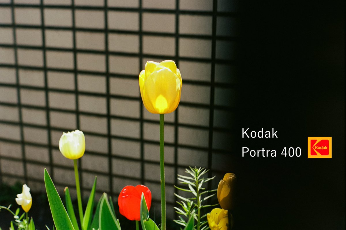 motokifilm's tweet photo. Kodak Portra 400 https://t.co/BTYDmXH3iQ