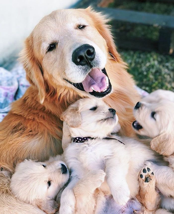 puppies_video's tweet photo. Happy family https://t.co/ImWjx8i7ZQ