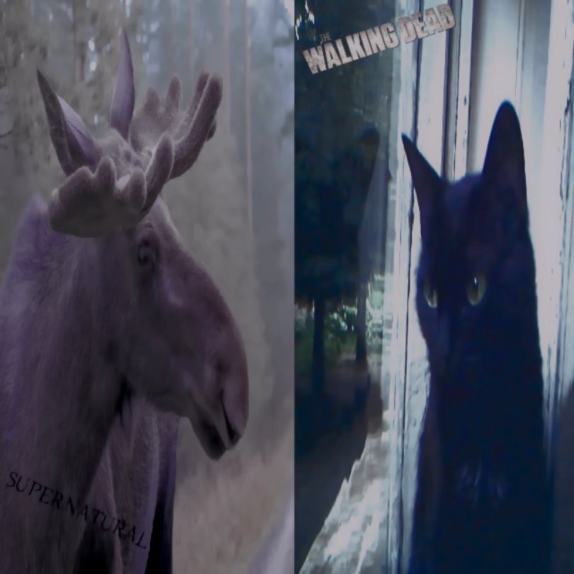 koriixxxy's tweet photo. If anybody cares this is the background because michonne is a cat and Sam is a moose #samich or #samchonne ??? Idk idk idk https://t.co/yyopLcqHYi