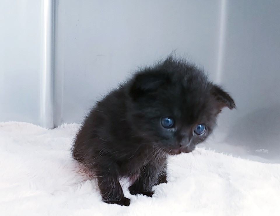 仔猫を拾ったので tweet media