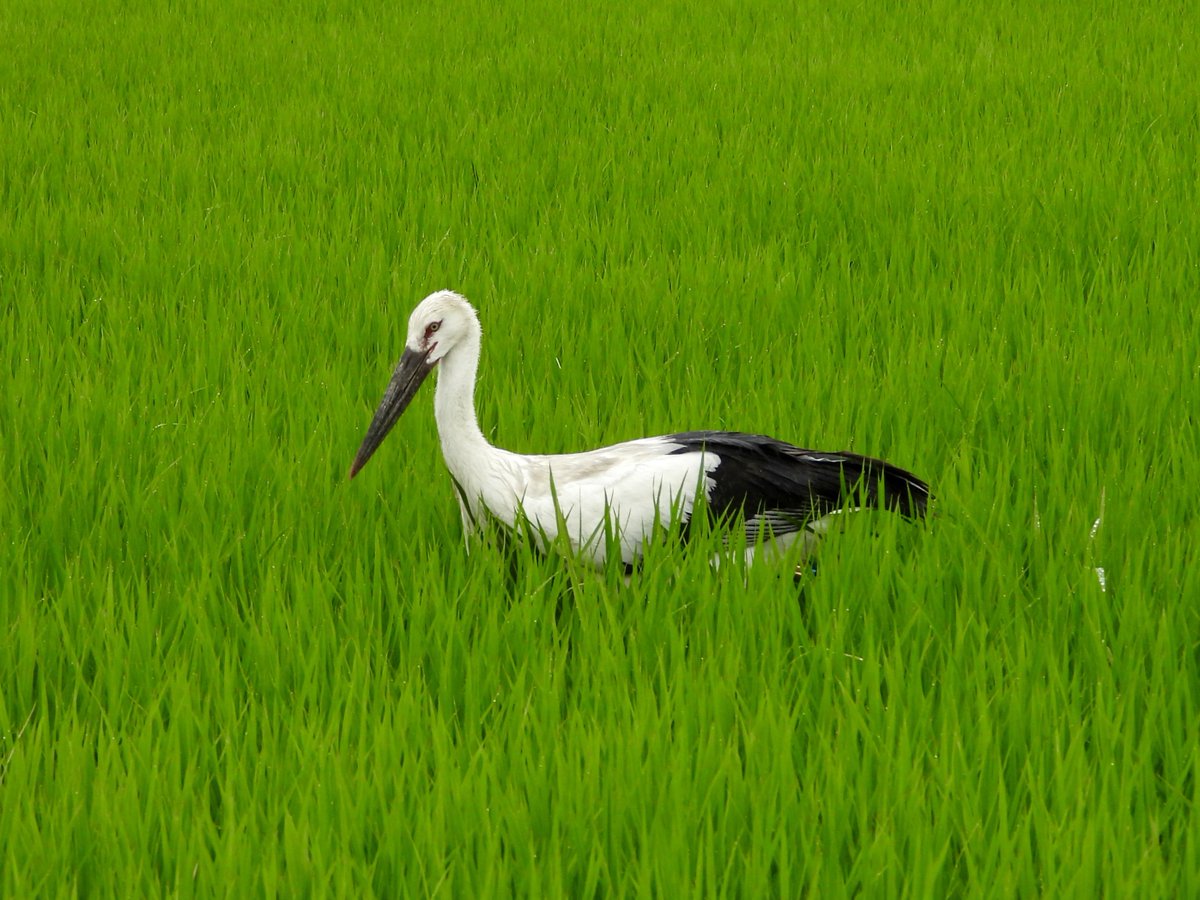 narutokounotori's tweet photo. 徳島県鳴門市大麻町 など にて 2026年7月6日 国の特別天然記念物 コウノトリ J0044 父親 ゆうひ J0480 母親 あさひ 、
幼鳥3羽 J1008 輝 てる J1009 元 げん J1010 なるひ は 元気に生活しています。
 
#徳島県 #鳴門市 #コウノトリ #徳島 #鳴門 https://t.co/BoHi0fr3lc