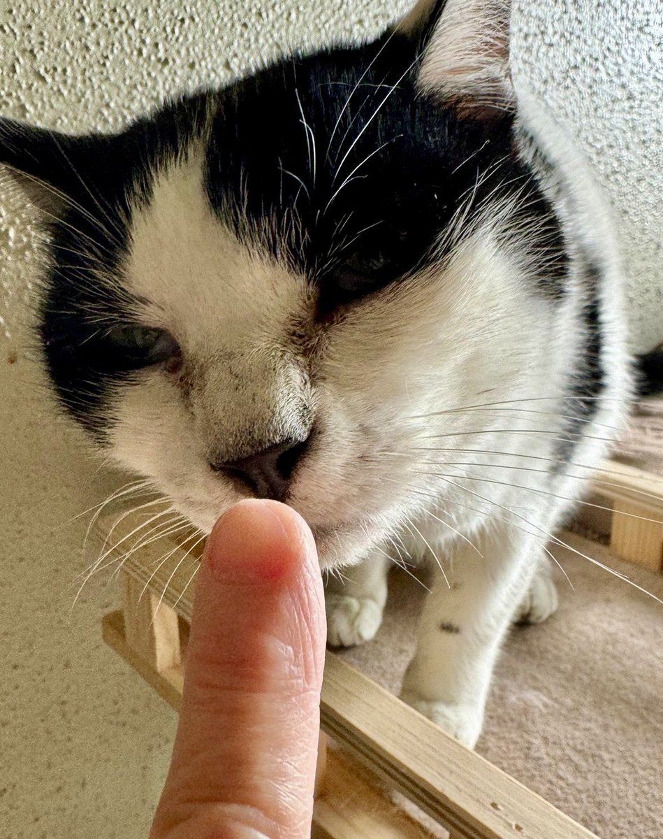 100_252522's tweet photo. 本日午後2時お空へ向かいます。
お時間ありましたら、お空を見て｢生まれ変わった次こそはおうちの子に！｣とお願いしてお別れしてあげてください。
いつも応援ありがとうございます。

#252522プロジェクト https://t.co/LYrVI2Vkfm