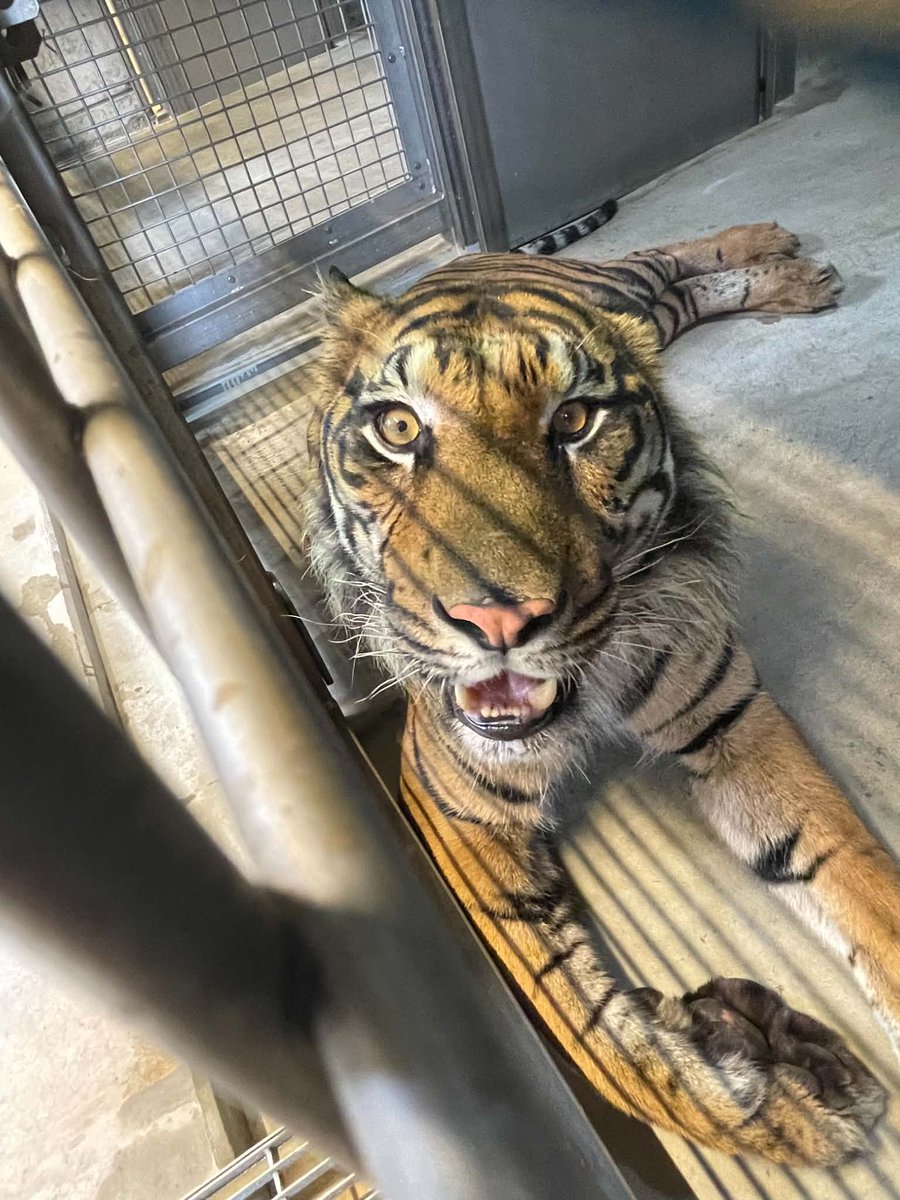 HitachiCity_Zoo's tweet photo. ＃名古屋市東山動植物園 より ＃スマトラトラ アオ♂が来園しました。無事室内に入り、現在は落ち着いた様子です。体調などを考慮し、展示開始日は未定となります。展示についてはまたSNSやHPにてお知らせいたします。アオが1日でも早く当園に慣れてくれるように努めていきます！　＃かみね動物園 https://t.co/HkHWeivX3S