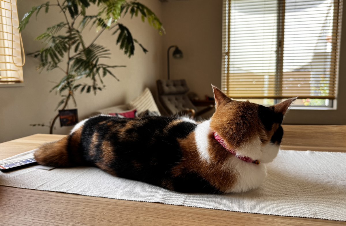 mieeechang's tweet photo. かわいいかわいい毛玉ちゃん🐈🩷

#猫のいる幸せ #猫のいる暮らし
#猫好きさんと繋がりたい #三毛猫 https://t.co/9jcLy0nYtU