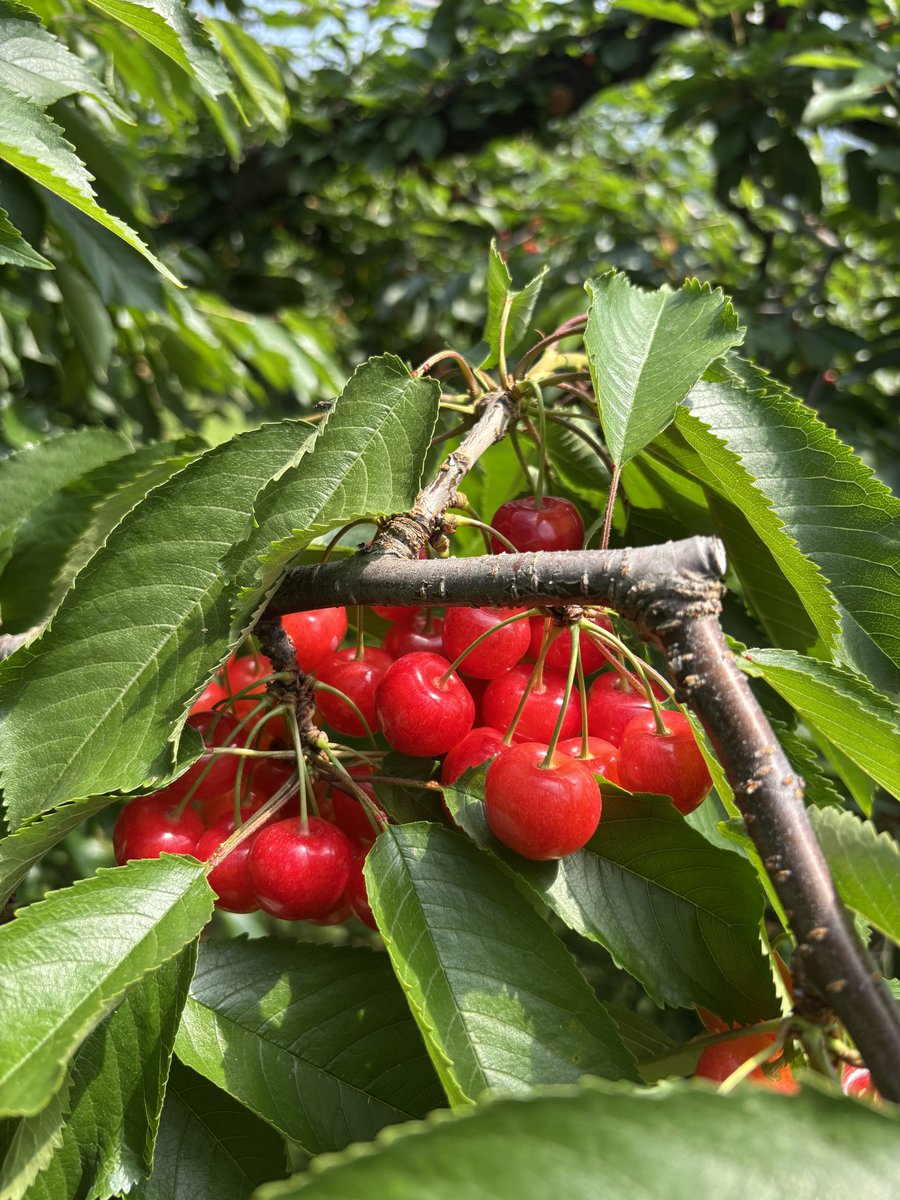 yama_tabitabi's tweet photo. 北海道余市郡仁木町🍒 https://t.co/guinD4uban