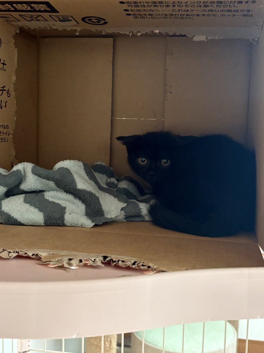 t0526bashi's tweet photo. 今、我が家でお預かりしてる子猫ちゃんたちです🐈‍⬛🐈‍⬛
左がナイトくん、右がホクトくん。
ナイトくんは人慣れ◎うちの猫たちから猫社会教わり中📚
ホクトくんはまだまだ警戒心が強く、ケージから出てきません！
#猫
#黒猫
#里親募集
#千葉県印旛郡 https://t.co/pnNr3B9mfv