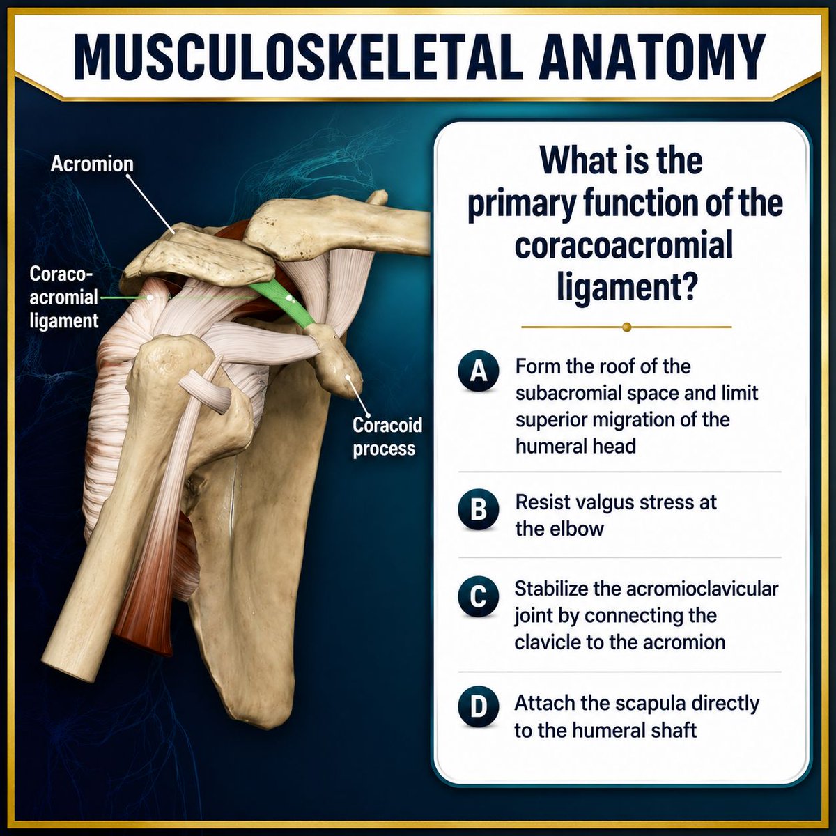 MedEd_Cases's tweet photo. 🦴 Musculoskeletal Anatomy Challenge!

What is the primary function of the coracoacromial ligament?

A. Form the roof of the subacromial space and limit superior migration of the humeral head
B. Resist valgus stress at the elbow
C. Stabilize the acromioclavicular joint by connecting the clavicle to the acromion
D. Attach the scapula directly to the humeral shaft

Think you know the answer? 🤔 Drop your choice in the comments before checking the explanation!

Link in bio!

#Anatomy #Orthopedics #SportsMedicine #MedicalEducation #ShoulderAnatomy
