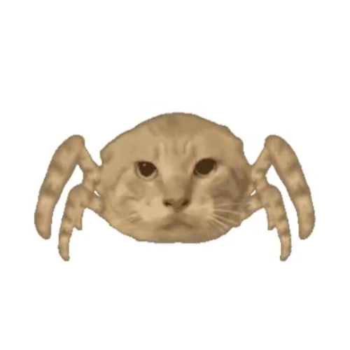 iworkalone's tweet photo. meet spider cat. https://t.co/jVoyeZx1QN