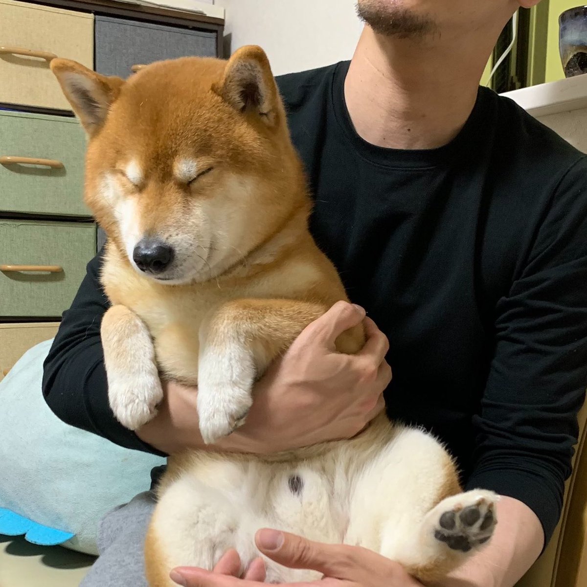 kotaro_chang's tweet photo. 「抱っこされて、当然」すぎてそのまま寝る犬 https://t.co/TM1FWXpnYp