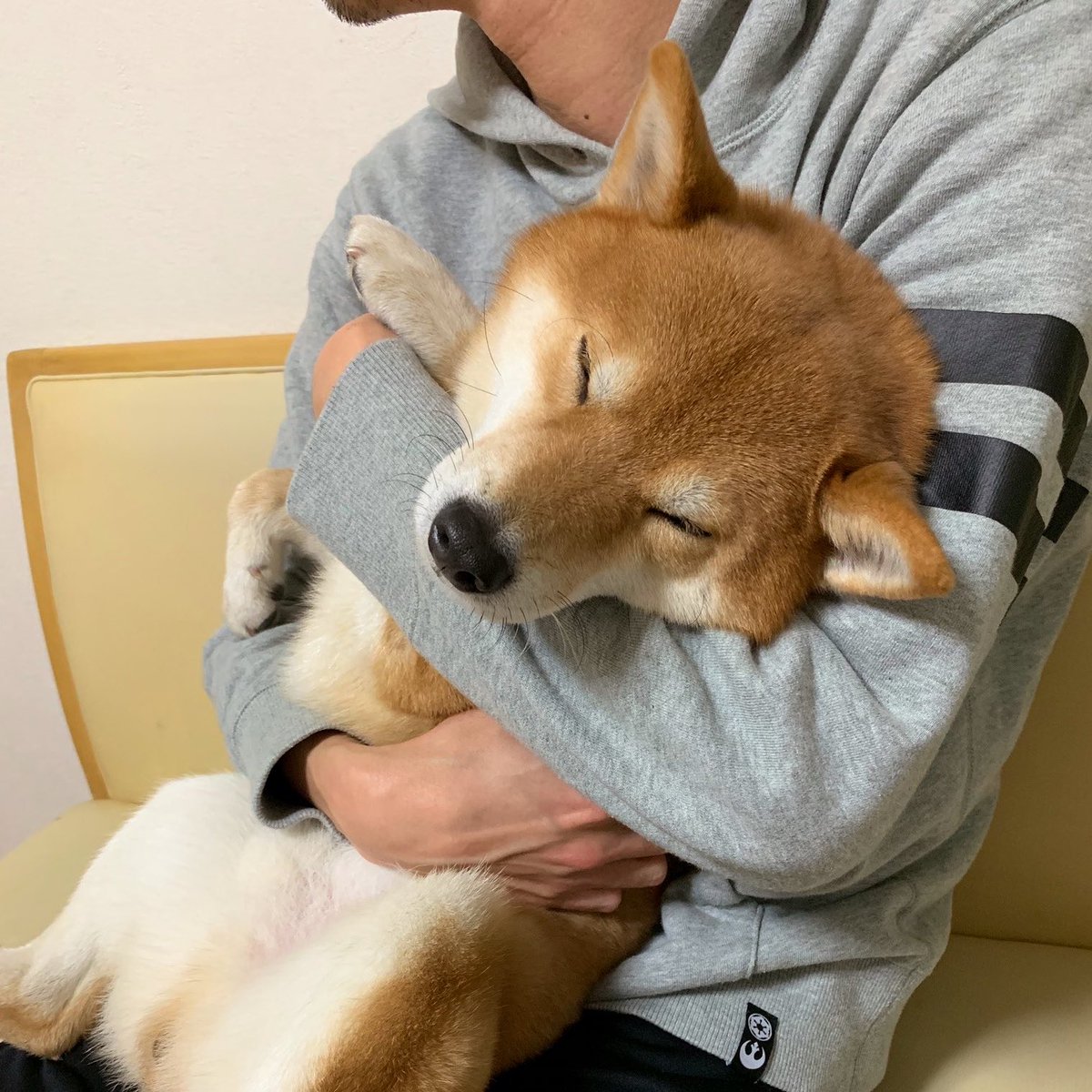 kotaro_chang's tweet photo. 「抱っこされて、当然」すぎてそのまま寝る犬 https://t.co/TM1FWXpnYp