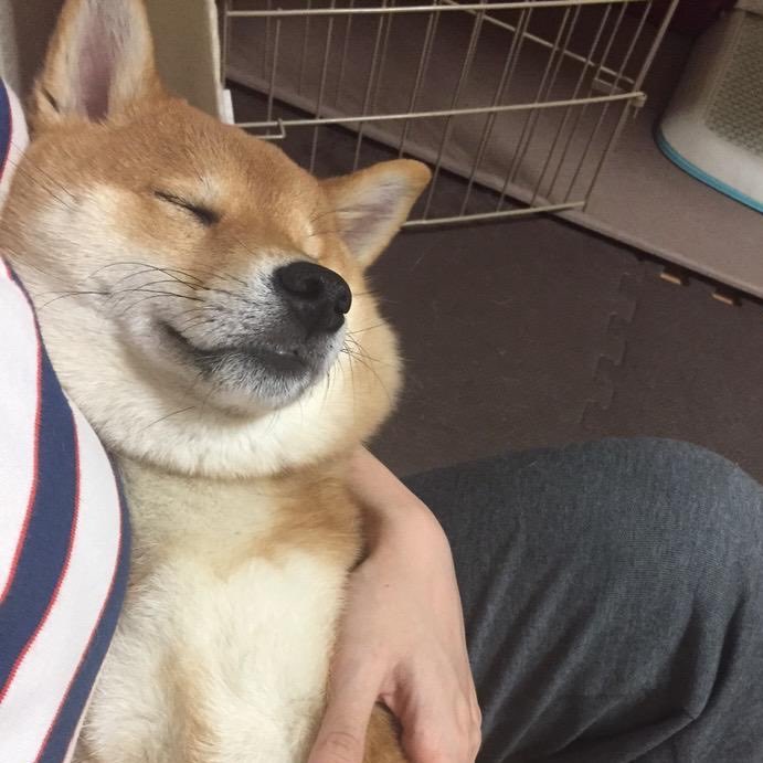 kotaro_chang's tweet photo. 「抱っこされて、当然」すぎてそのまま寝る犬 https://t.co/TM1FWXpnYp