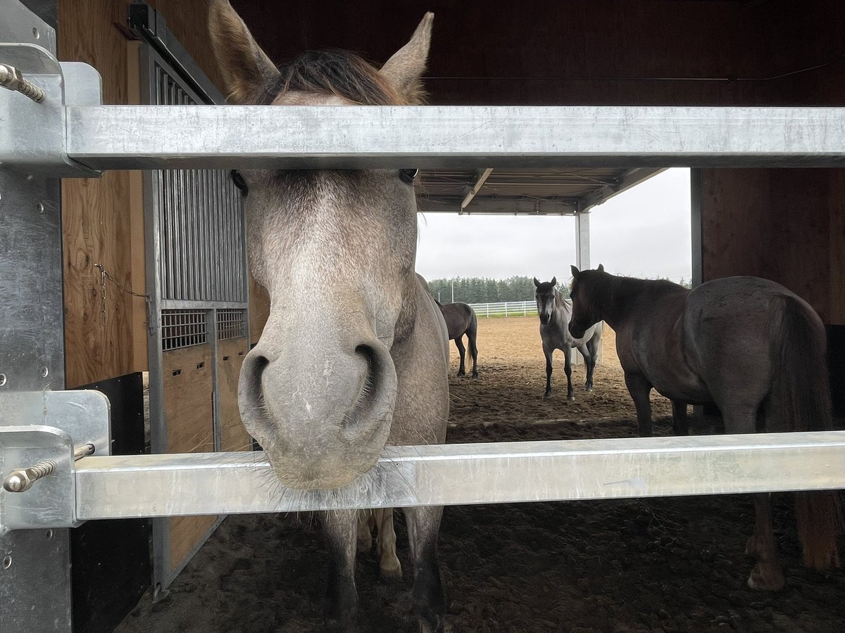 chikudaiumabu's tweet photo. 迫り来るハルキチ🐴
⁡
🦋
⁡
#帯広畜産大学 #うまぶ #馬 #horse #十勝 https://t.co/o40xeHMSg8