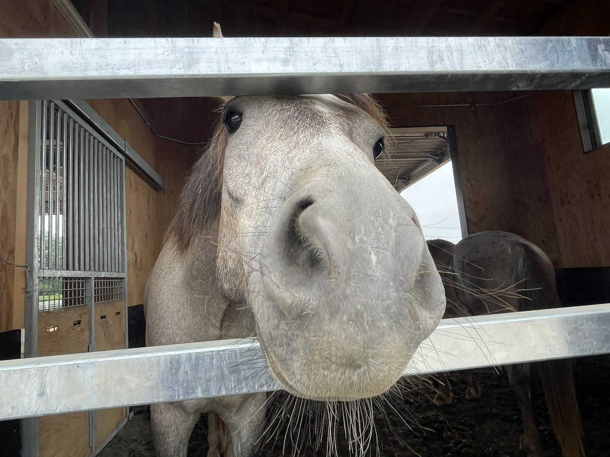 chikudaiumabu's tweet photo. 迫り来るハルキチ🐴
⁡
🦋
⁡
#帯広畜産大学 #うまぶ #馬 #horse #十勝 https://t.co/o40xeHMSg8