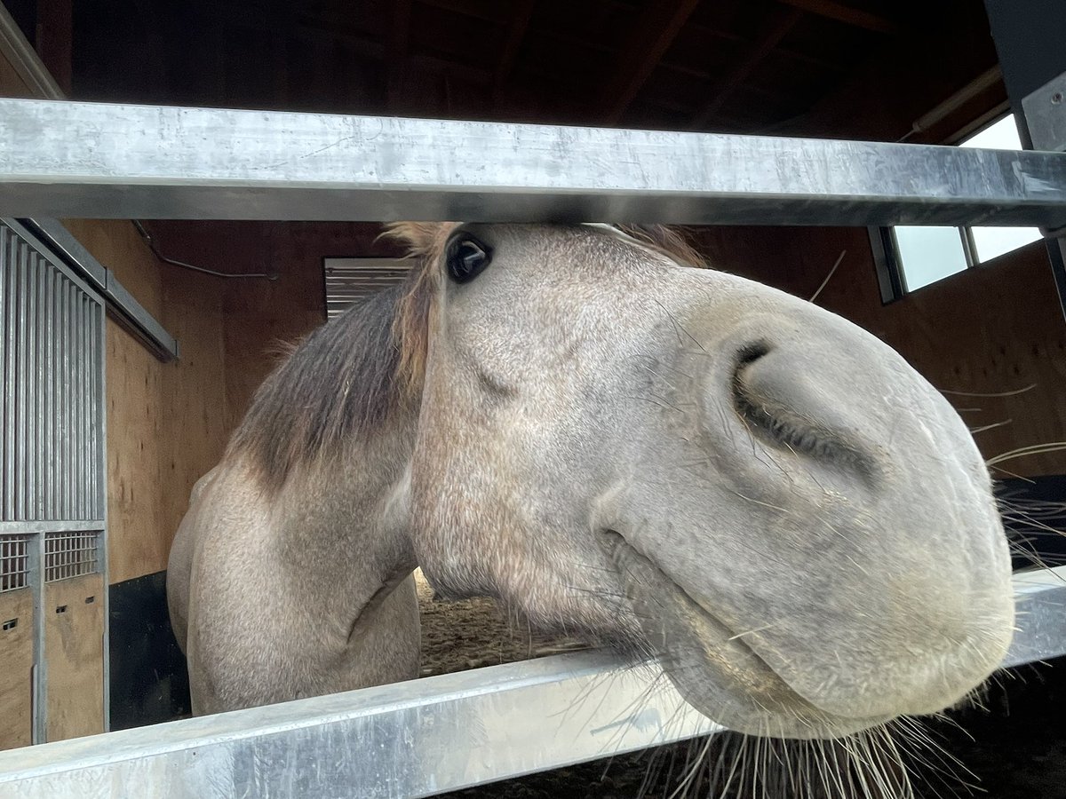 chikudaiumabu's tweet photo. 迫り来るハルキチ🐴
⁡
🦋
⁡
#帯広畜産大学 #うまぶ #馬 #horse #十勝 https://t.co/o40xeHMSg8