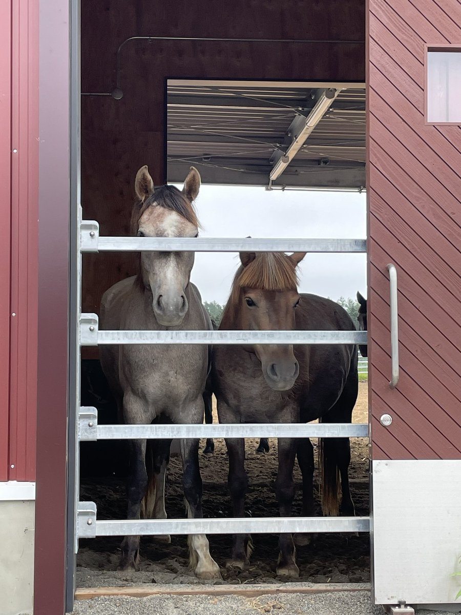 chikudaiumabu's tweet photo. 迫り来るハルキチ🐴
⁡
🦋
⁡
#帯広畜産大学 #うまぶ #馬 #horse #十勝 https://t.co/o40xeHMSg8
