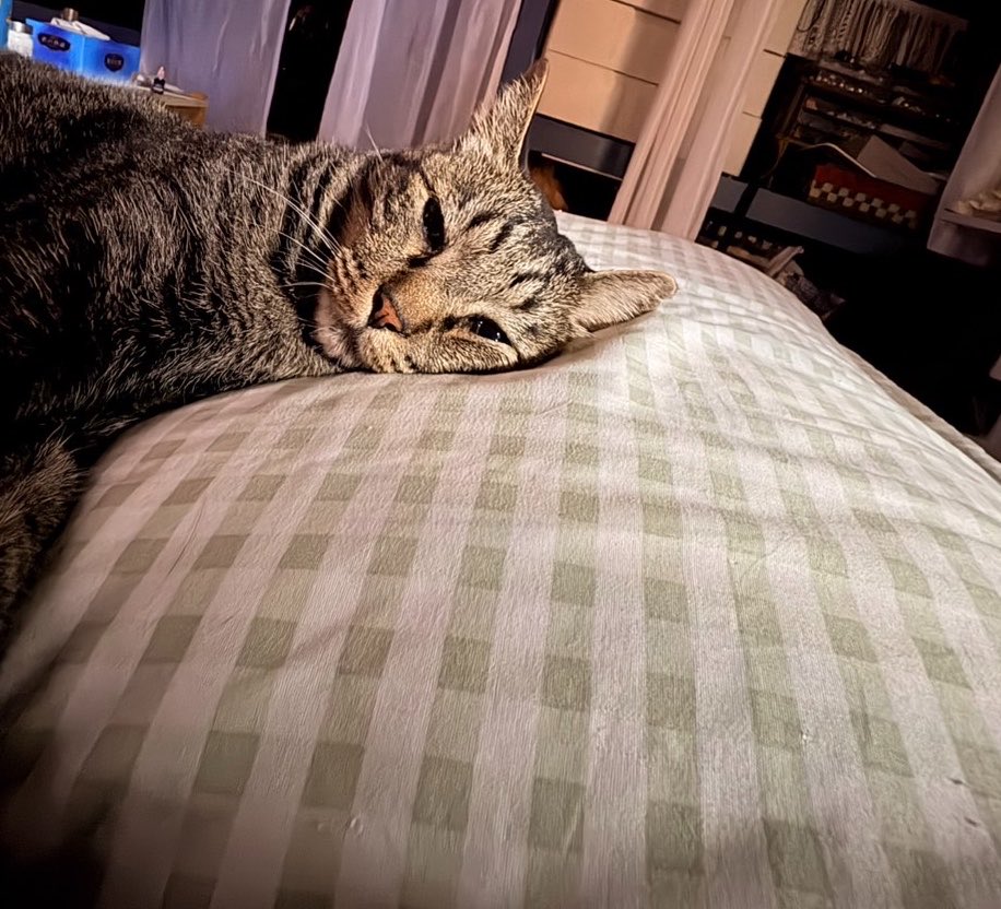 PALUPALUN's tweet photo. 実家の猫起きたらこれなの最高 https://t.co/Y8fzzItNYU