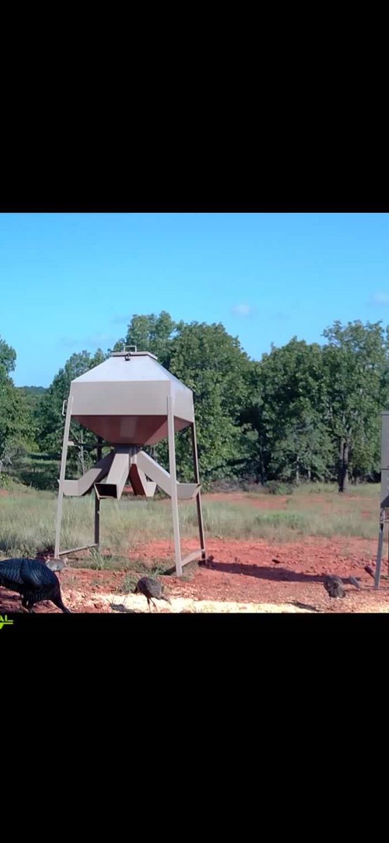 Jonmatlock30841's tweet photo. First time ever seeing turkey poults ! #turkey #nwtf https://t.co/4e3jNOrKD2