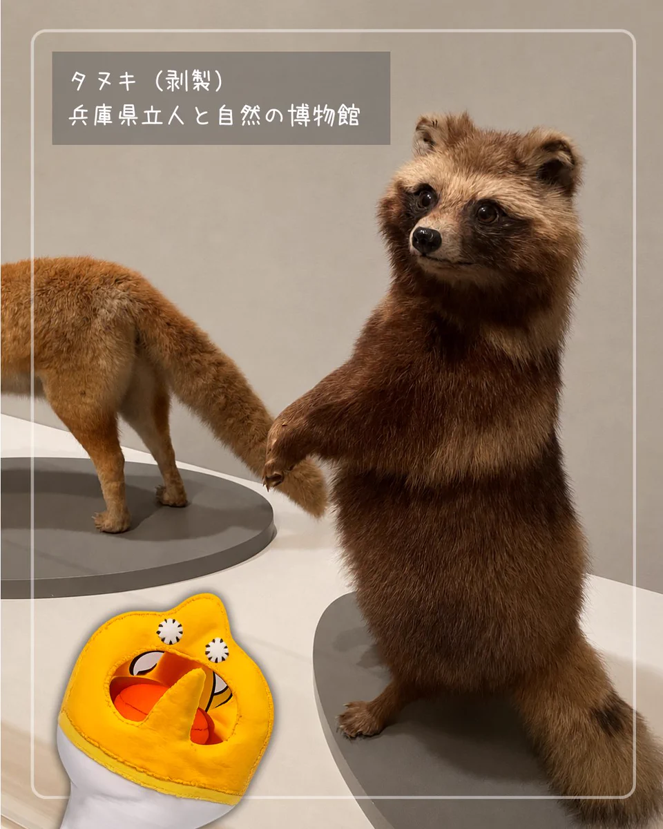 狸の剥製：種の保存法に該当しない動物 兵庫県立美術館 Hyogo Prefectural Museum of Art,Japan on X: 