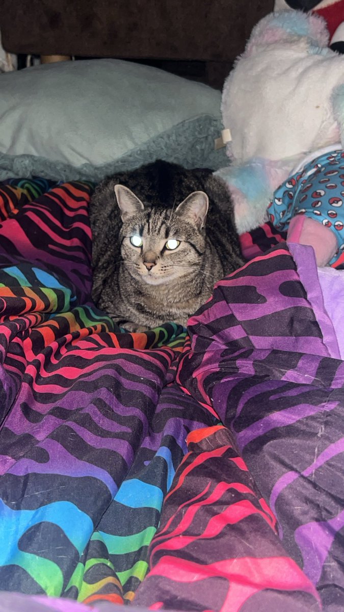 albeddoss's tweet photo. my fatass anti suicidal cat i got at 15 https://t.co/eoS699XloI