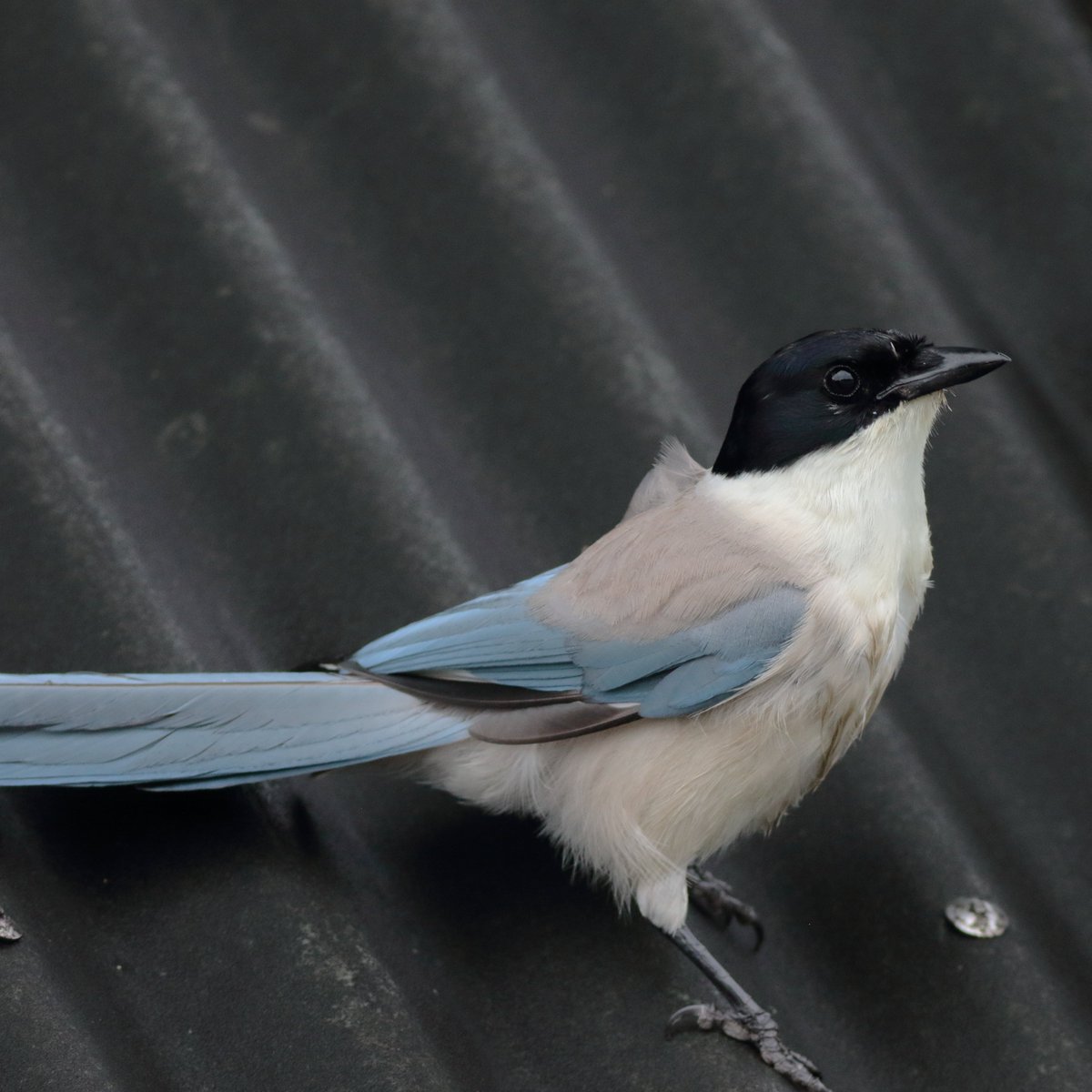 kmzwBird's tweet photo. オナガがベランダの目の前の倉庫の屋根で遊んでいる。夕方になるとどんどん集まってきている。黒い帽子の印象が強いけれど、英語だとAzure-wingedということで、空色の翼の鳥さんなんですね。
#AzureWingedMagpie https://t.co/2wLrMEIRoJ