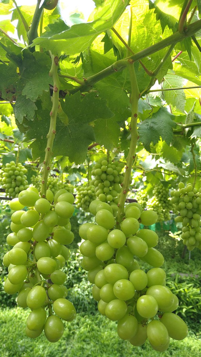cla_nyancoSGE's tweet photo. 休憩中＠ブドウ畑🍇
晴れてきました！
昨日は雨の中、今日は久しぶりに暑さを感じる中で、#モーリーフレスカ をお供に、相変わらずの摘粒作業中✂️
水分摂取気をつけつつ、頑張ります
#OTTAVA https://t.co/nya5L2kAE0