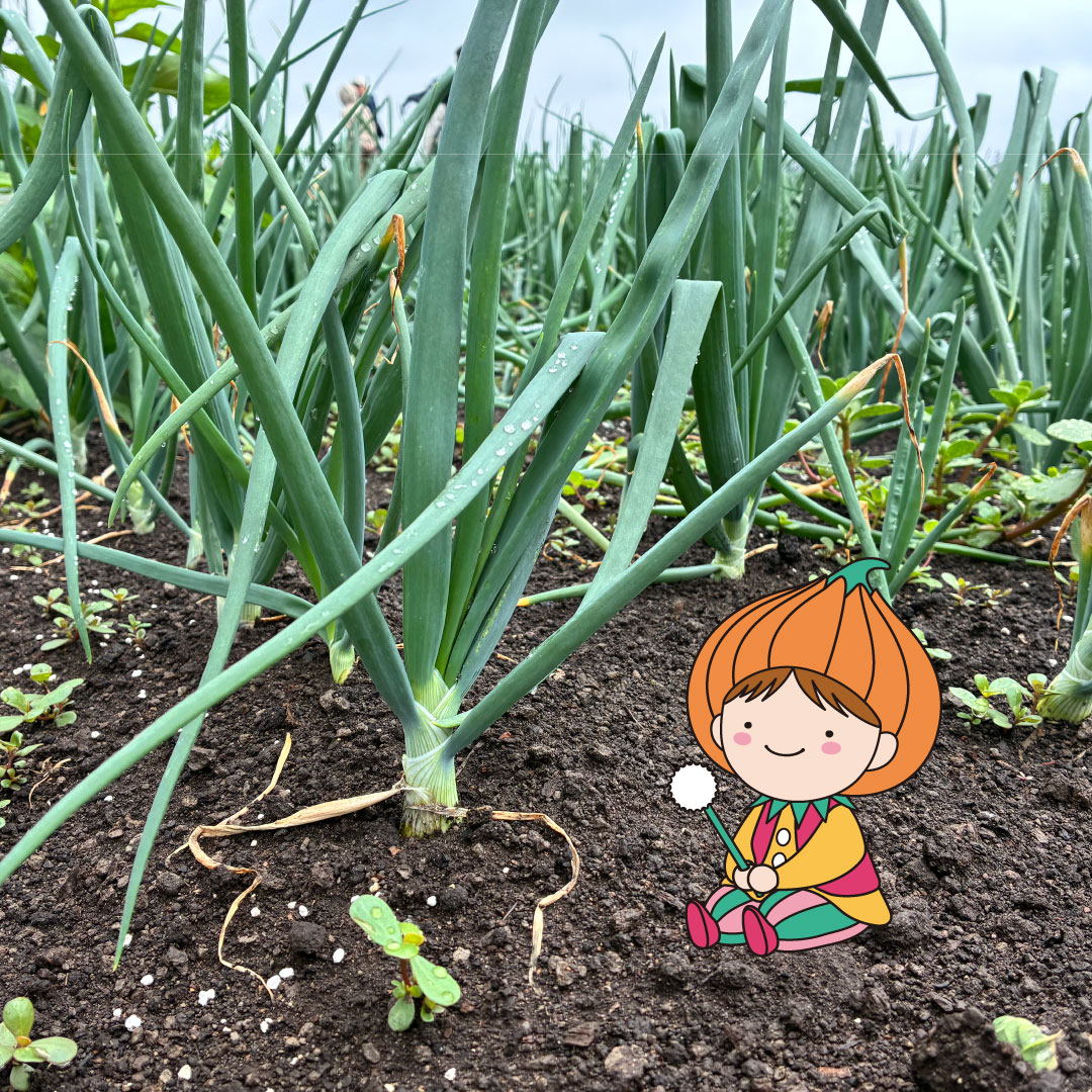 higashi_event's tweet photo. このまえ植えた #札幌黄 の様子を見に行ってきたよ～！お天気が良かったおかげで、みんなぐんぐん大きく育っていたよ☆みんなは #ネギボウズ って知ってる？育ったタマネギのてっぺんにできる、まん丸でかわいいお花のつぼみのことなんだ。元気に育って立派なタマネギになってね♪
 #たまねぎ https://t.co/D6dPyqPiEK