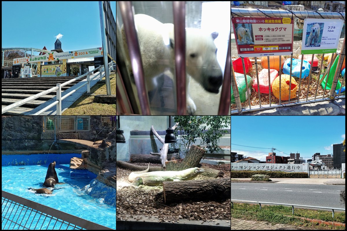 rin_bluewing's tweet photo. ３月の名古屋旅行④

東山動物園
名古屋のシロクマ。ずっと見ていたかったアシカ。微動だにしなかったコモドドラゴン。他にも見どころたくさん。 https://t.co/tUo3csJfWO