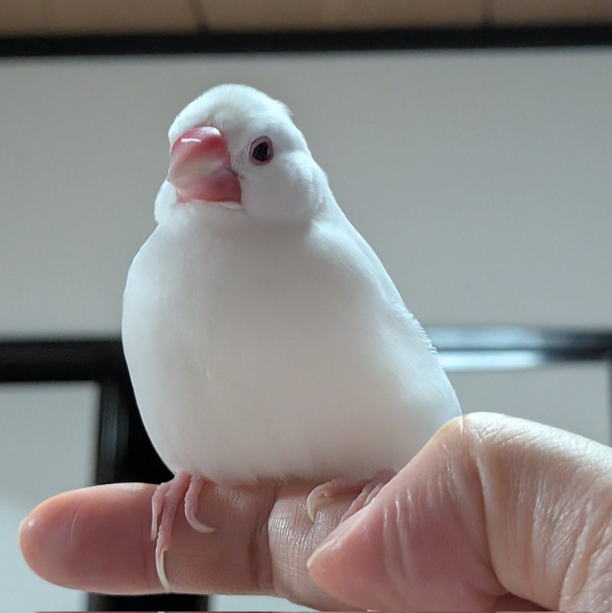 アサイマナト tweet media
