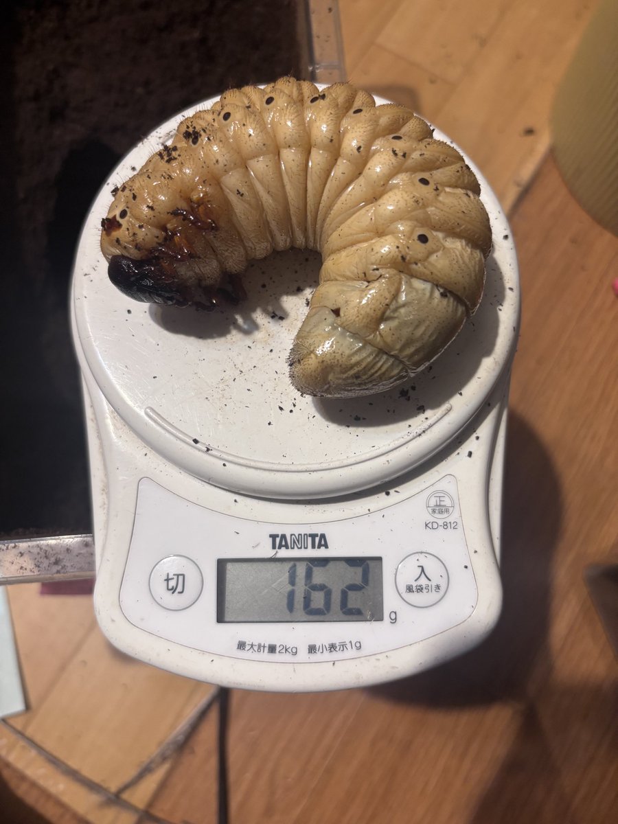 morisimaisuki's tweet photo. HSB147

またまた大型前蛹‼️
最終体重は172gからの未計測、
とても良い着地かと😆🔥

まずは綺麗に蛹化してくれることを祈るのみです😊

今週末に迫ったSB、詳細ポストは後日行います。 https://t.co/lLKjYpn2ar