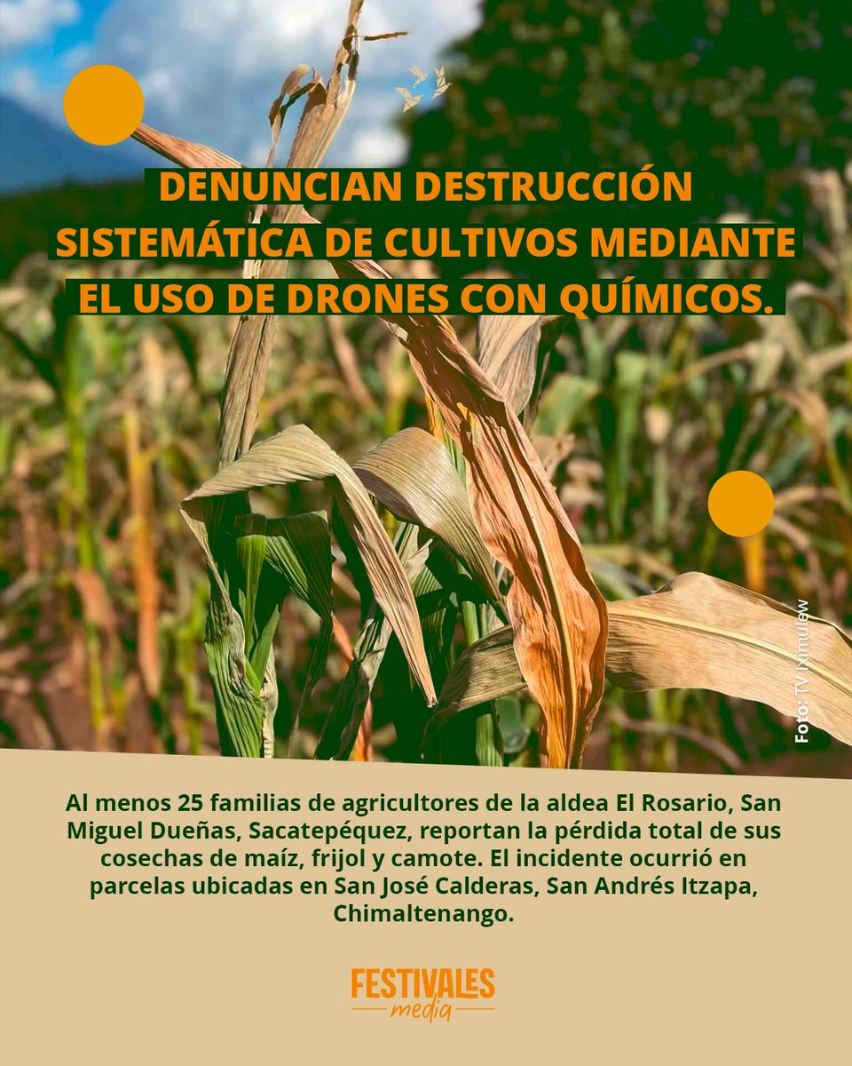 festivalesgt's tweet photo. ⚠️🌽 Más de 25 familias se quedan sin sustento tras ataque agrícola con drones.

Comunitarios de San Miguel Dueñas denuncian la pérdida total de sus siembras de maíz, frijol, camote y chipilín luego de que un particular presuntamente utilizara drones para rociarles químicos y quemar sus tierras en San Andrés Itzapa.