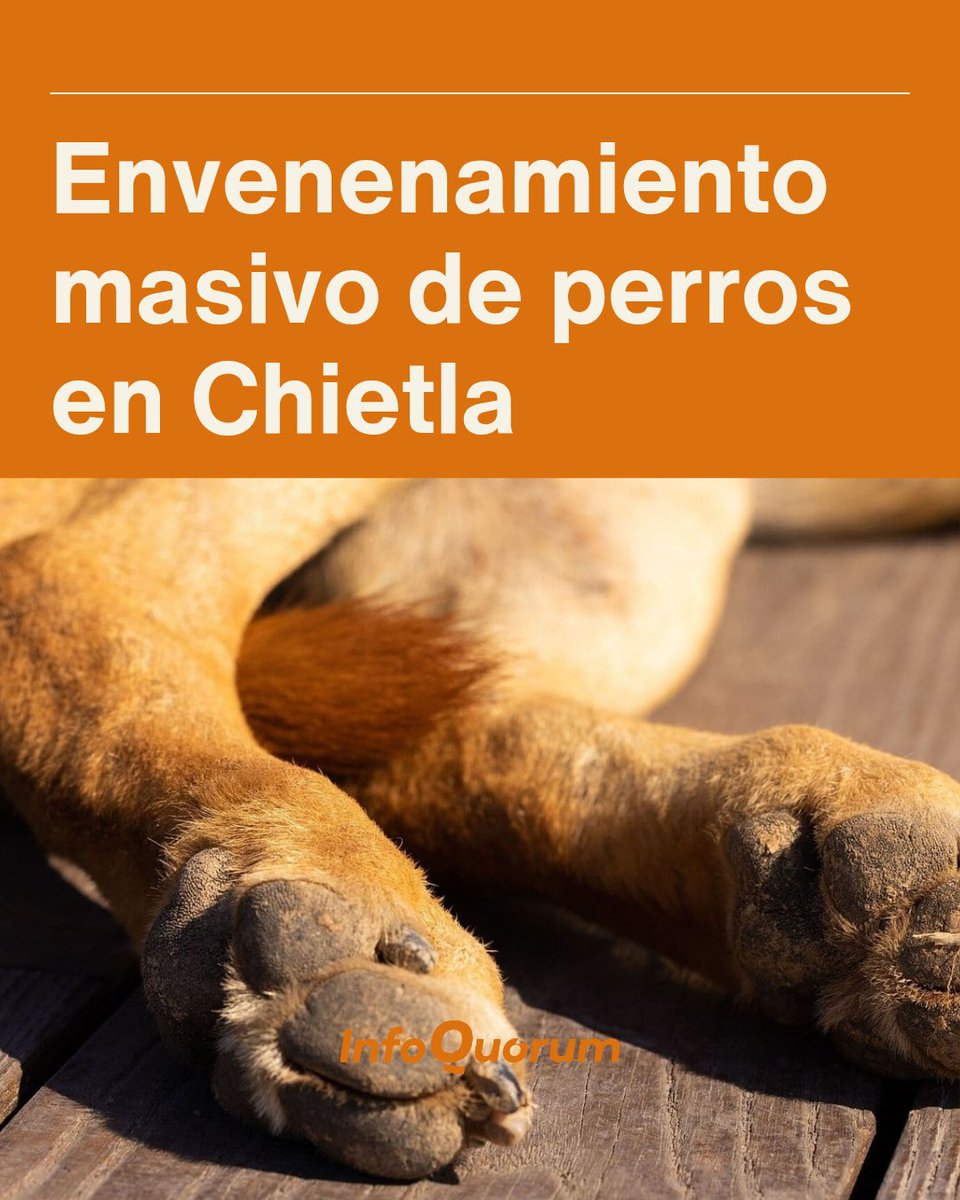 quorum_mx's tweet photo. 🚨⚠️🐾 Habitantes de #Ahuehuetzingo, perteneciente al municipio de #Chietla, denunciaron el presunto envenenamiento de múltiples perros (callejeros como con dueño).
Según los vecinos de la zona, la mañana del domingo 5 de julio se reportaron la muerte de varios perros en las inmediaciones del parque y en calles aledañas. Los primeros informes apuntan a un presunto envenenamiento con carne de pollo.
Los habitantes de la localidad aseguran que algunos de los afectados fueron perros con dueño, por lo que exigen la intervención de las autoridades para esclarecer los hechos y castigar a los responsables.
Ademas, piden que las autoridades actúen de inmediato para evitar otra tragedia, así como un posible daño a personas, ya que la carne con toxinas o sustancias nocivas para la salud pueden ser mortales para cualquier tipo de animal o persona.
Hasta el momento no se han reportado investigaciones ni se han confirmado la muerte de los animales. Cabe señalar que no es la primera vez que se reportan casos en contra de la fauna canina, sin embargo las autoridades no han respondido como es debido, ademas de que no hay unidad de Bienestar Animal en la zona.