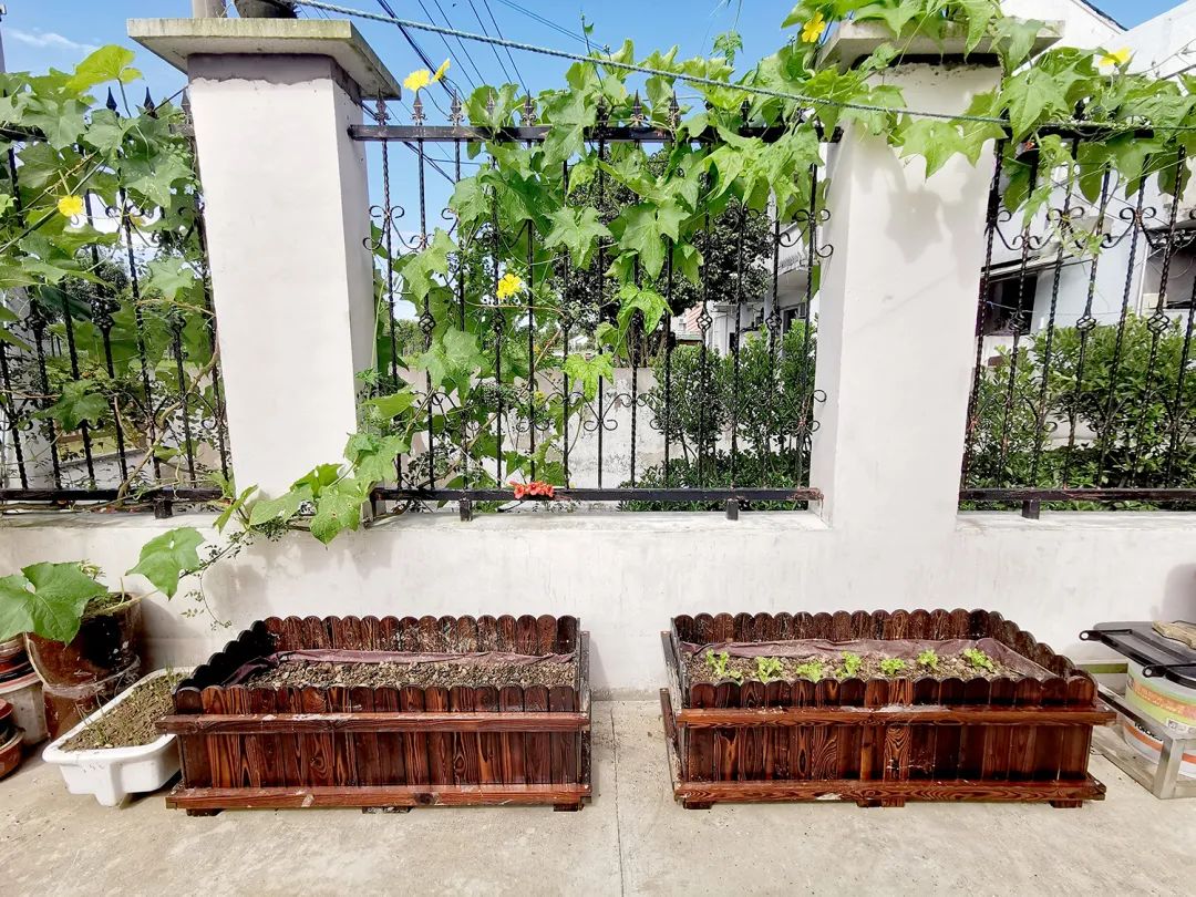 hey233391764522's tweet photo. Moving from cramped city apartment to a sunlit suburban house with a little backyard—finally getting to grow my own tomato plants and enjoy weekend barbecues again. https://t.co/77Q0Sa1aHj