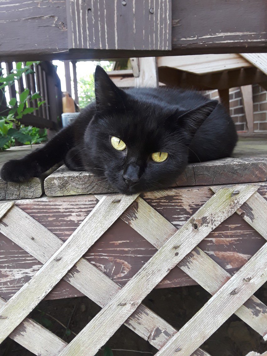 wailingalien's tweet photo. the anti-suicide stray cat my mom let me keep at 16 (she’s 10 now) https://t.co/i6Fd2DKJqE